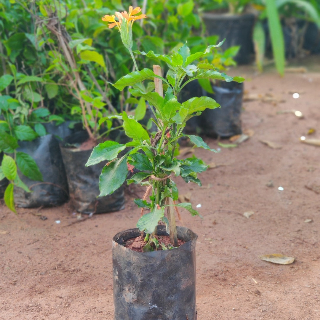 Kanakambaram ( Natu )