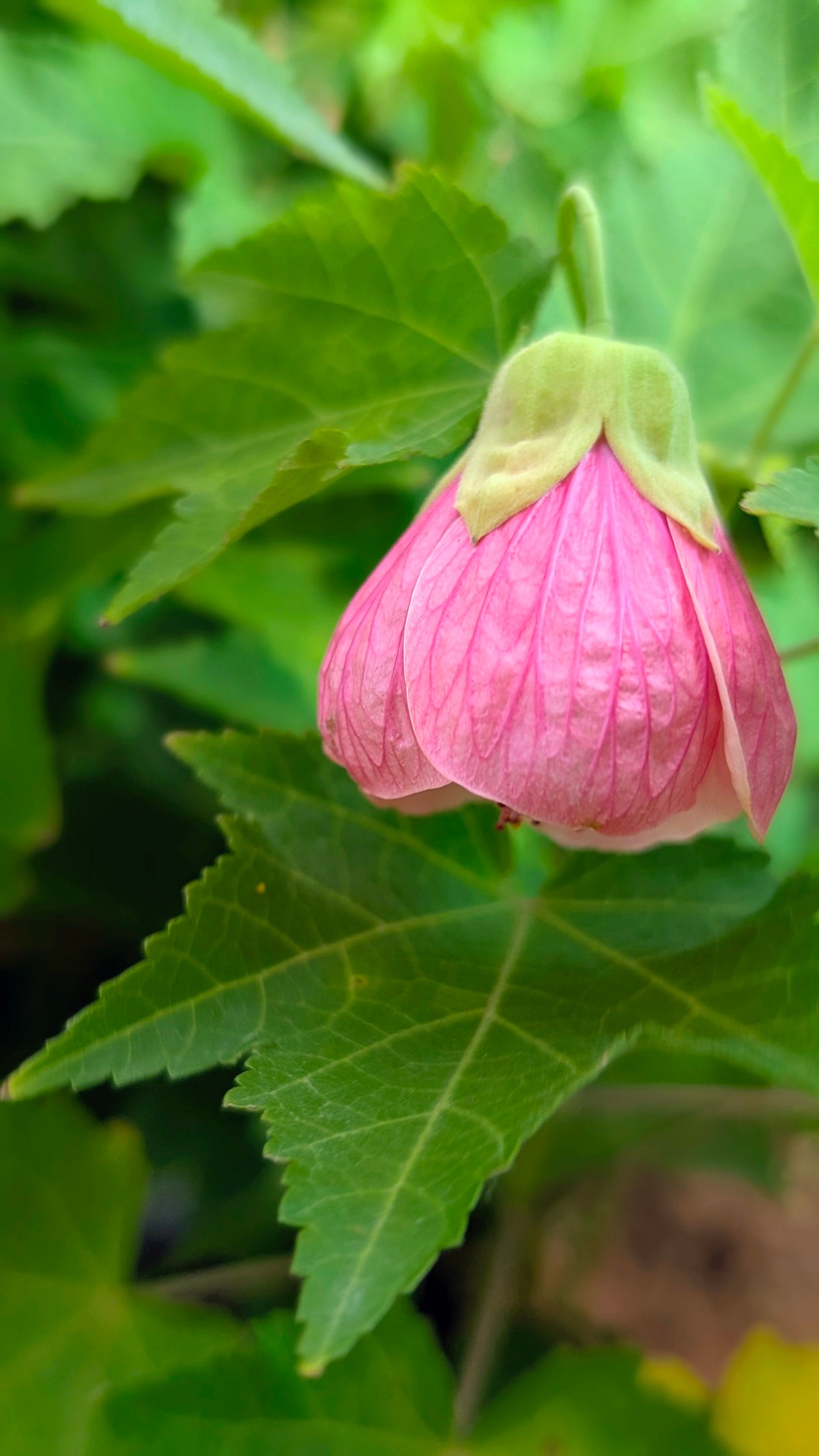 Ganta Mandara (lantern Hibiscus)