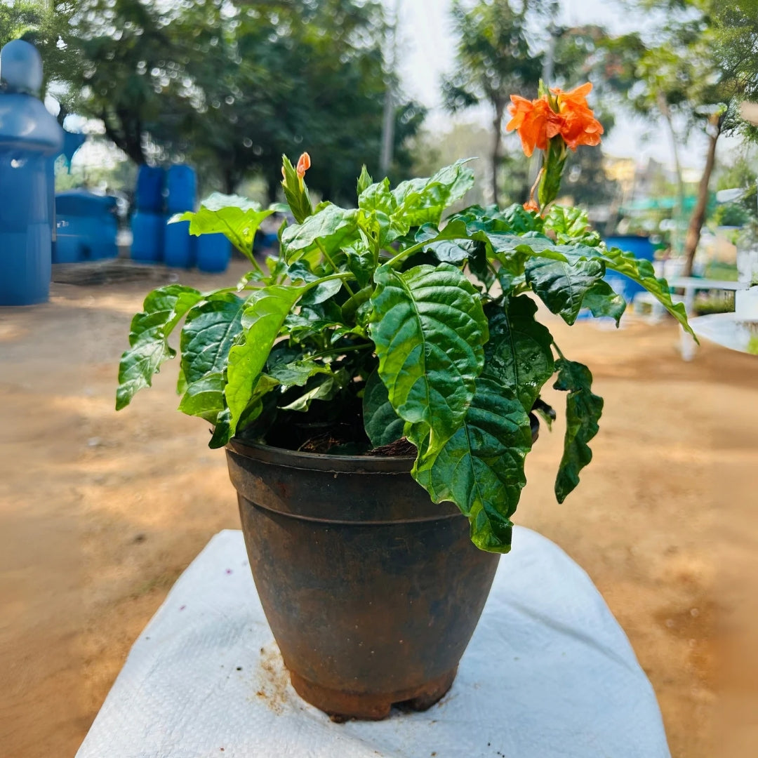 Crossandra infundibuliformis ( Angola )