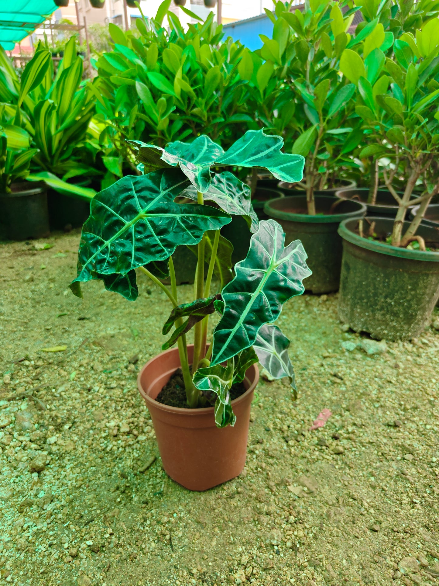 Allocasia Poly