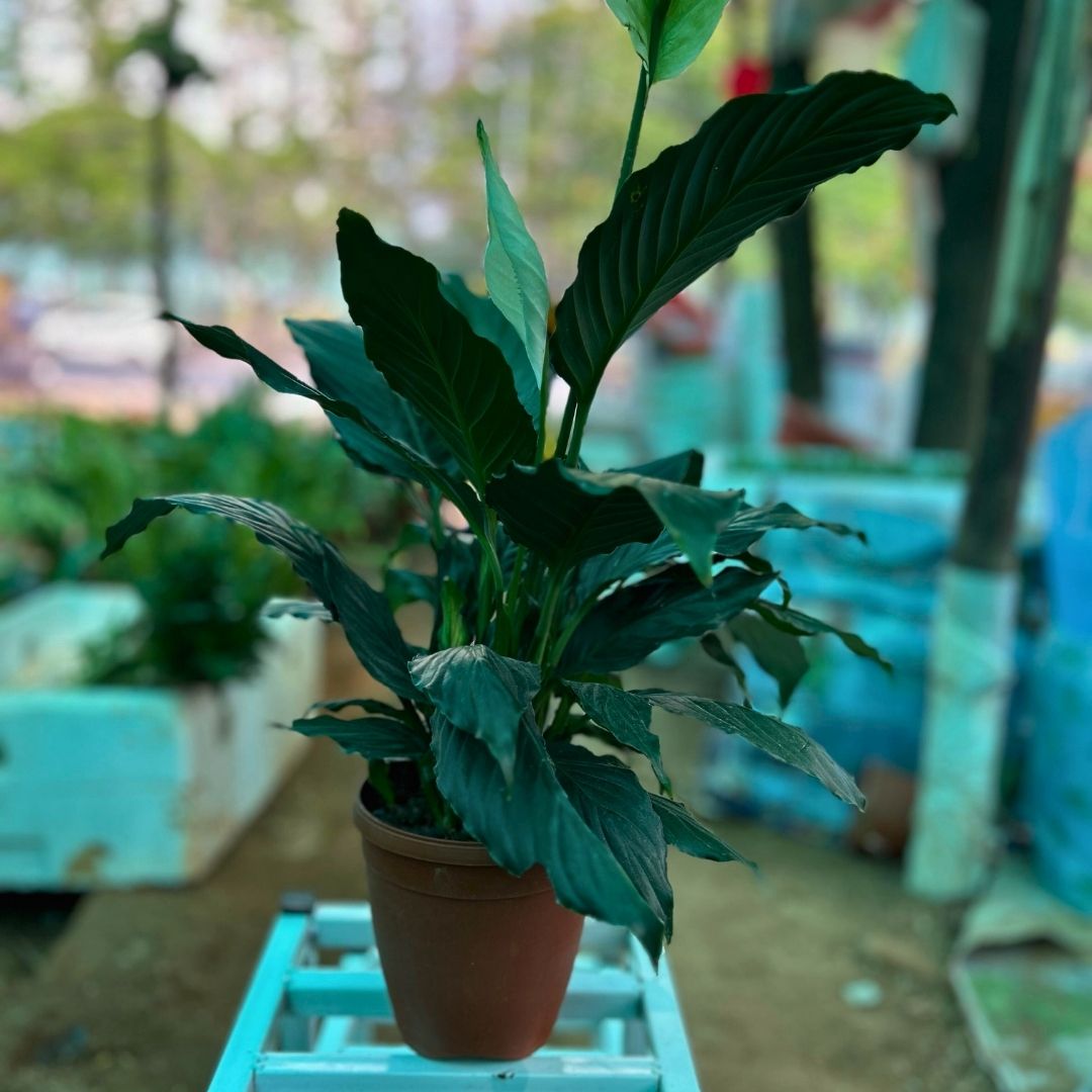 Peace Lilly ( Broad Leaf )