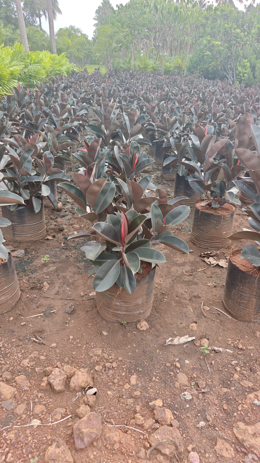 Rubber Plant