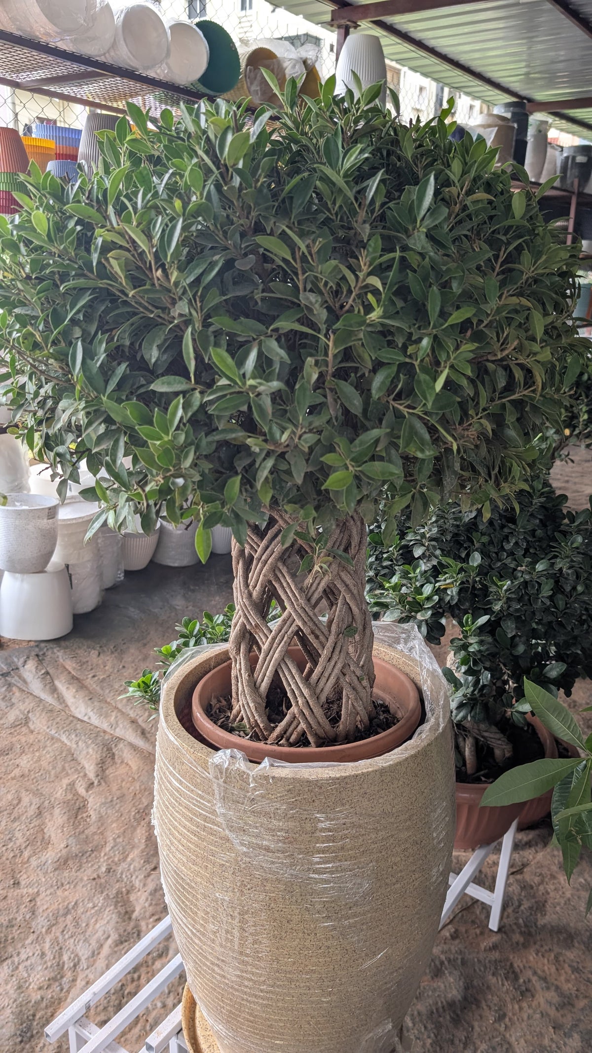 Ficus Bonsai