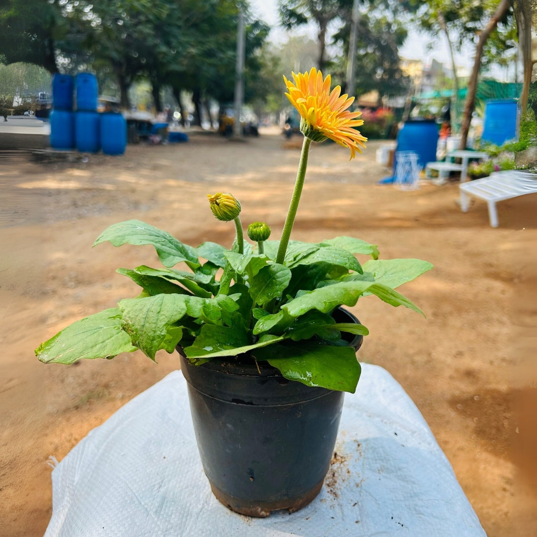 Gerbera