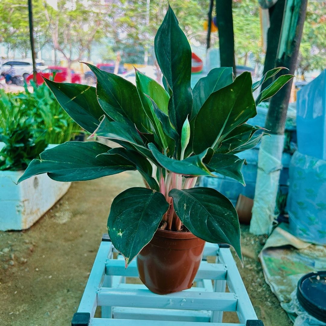 Agalonema Green