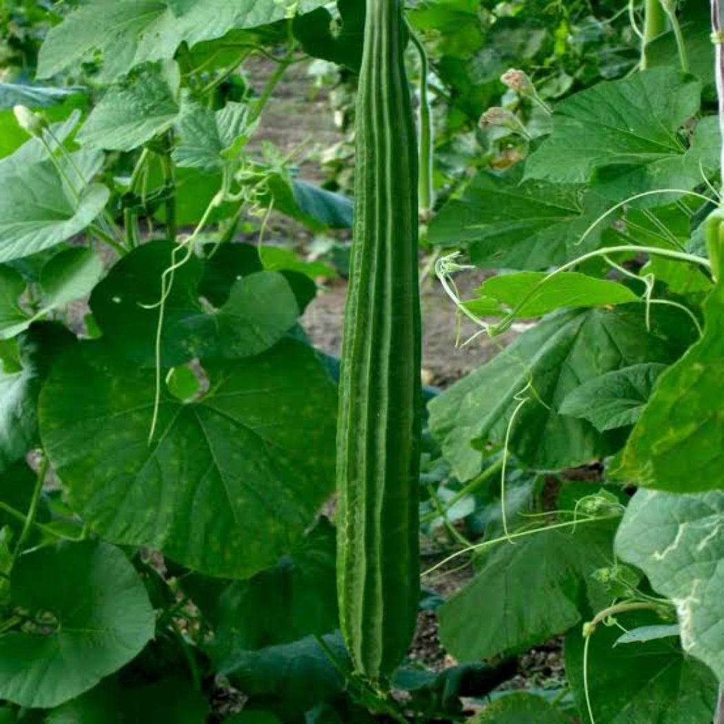 Ridge Gourd Seeds ( Aarti Variety )
