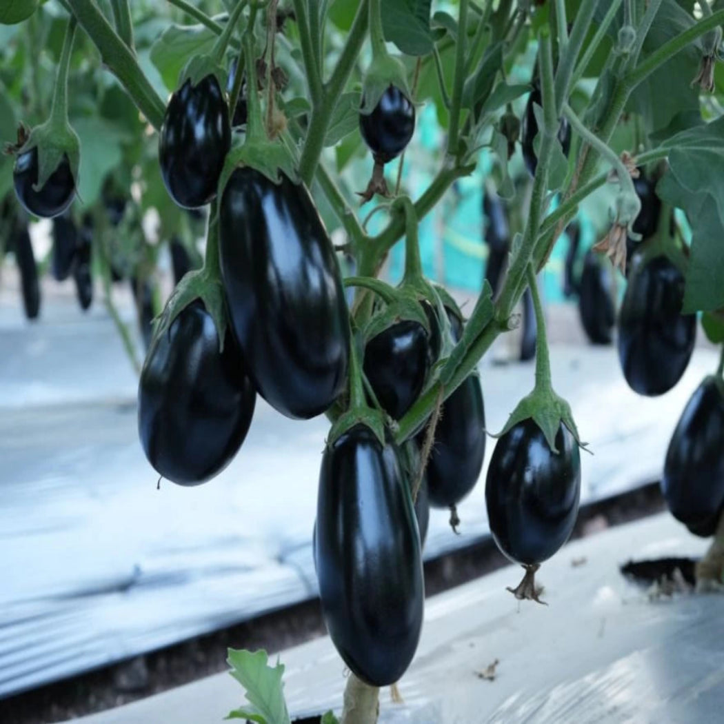Brinjal Seeds ( Nano Variety )