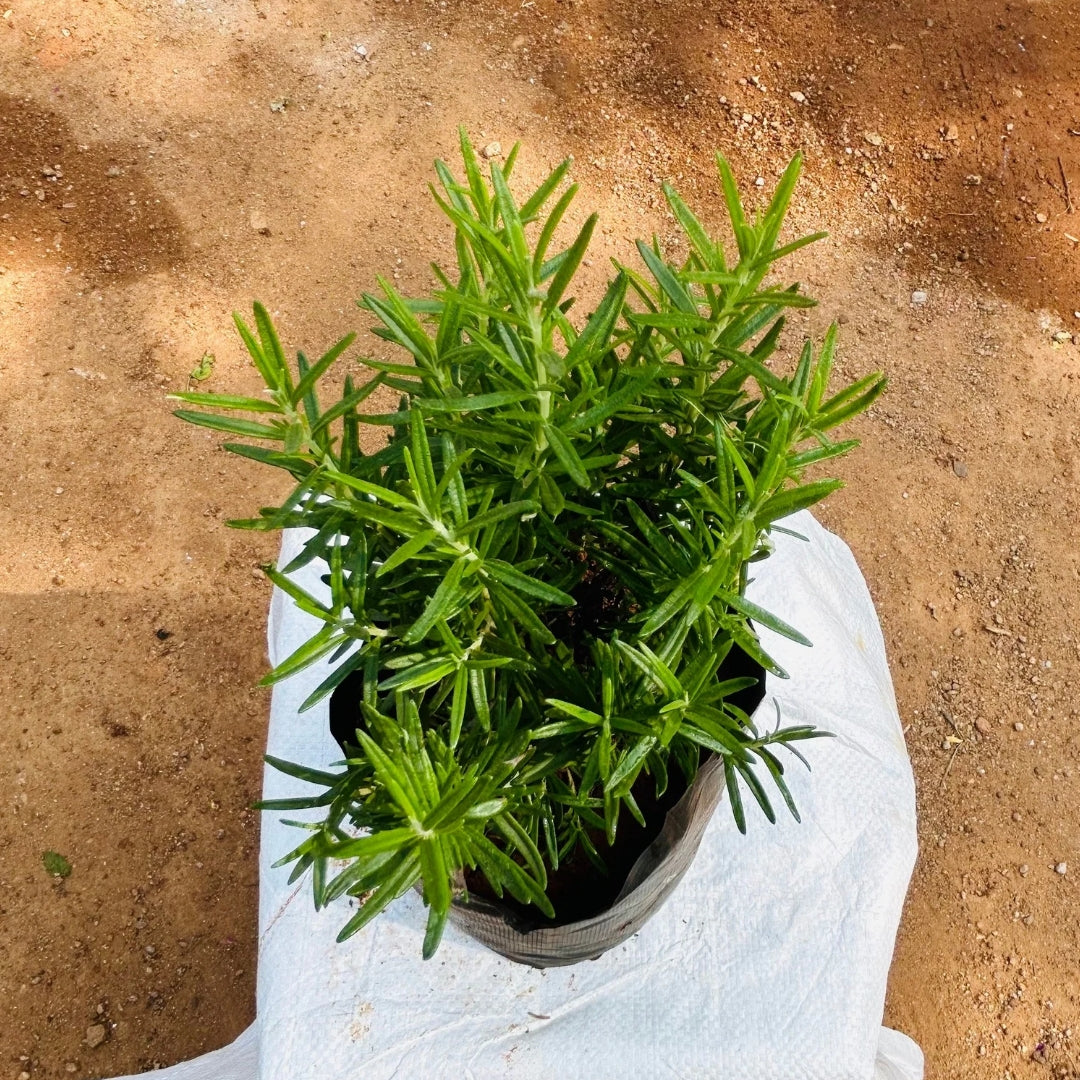 Rosemary