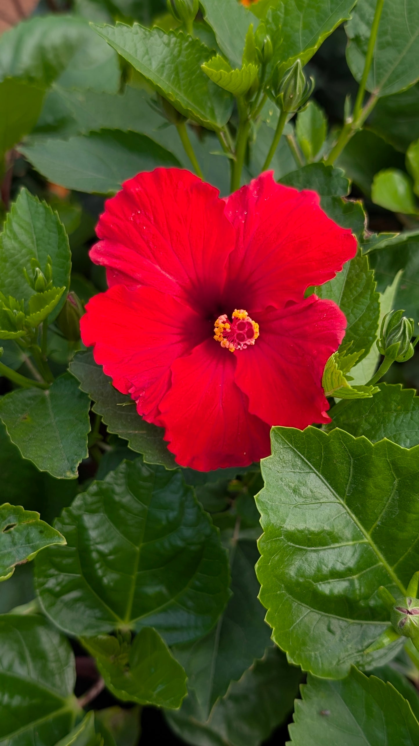 Hibiscus mix