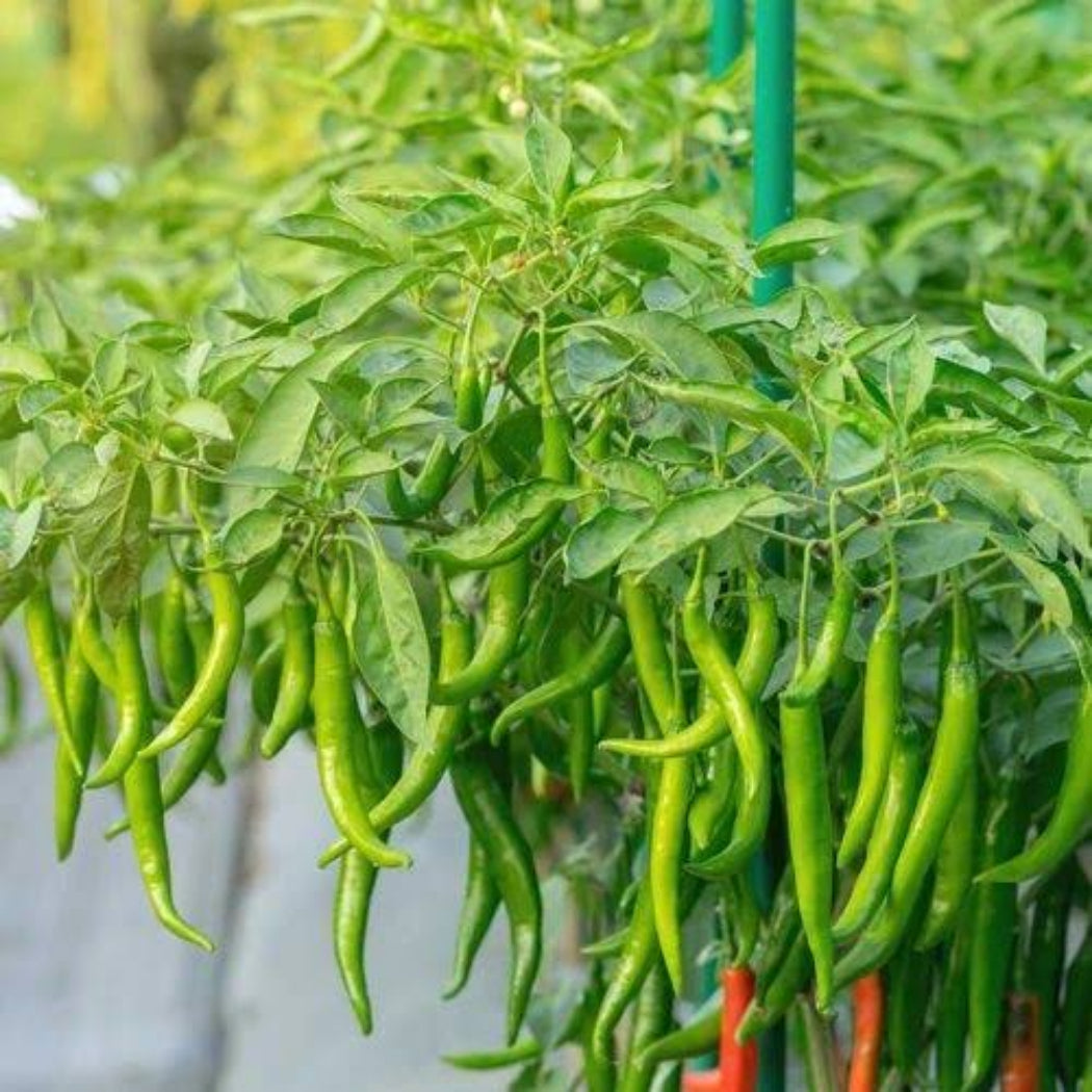 Chilli Seeds ( Sonali Variety )