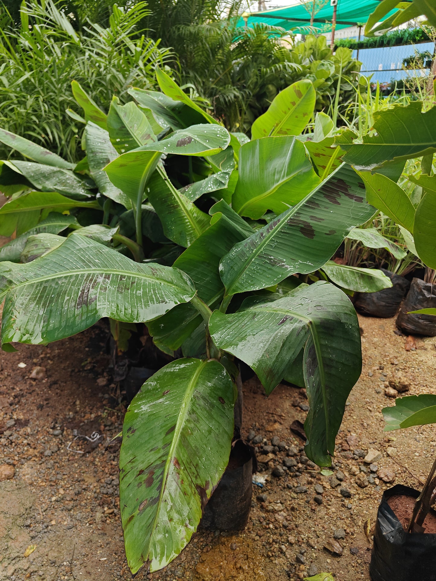 Banana plant