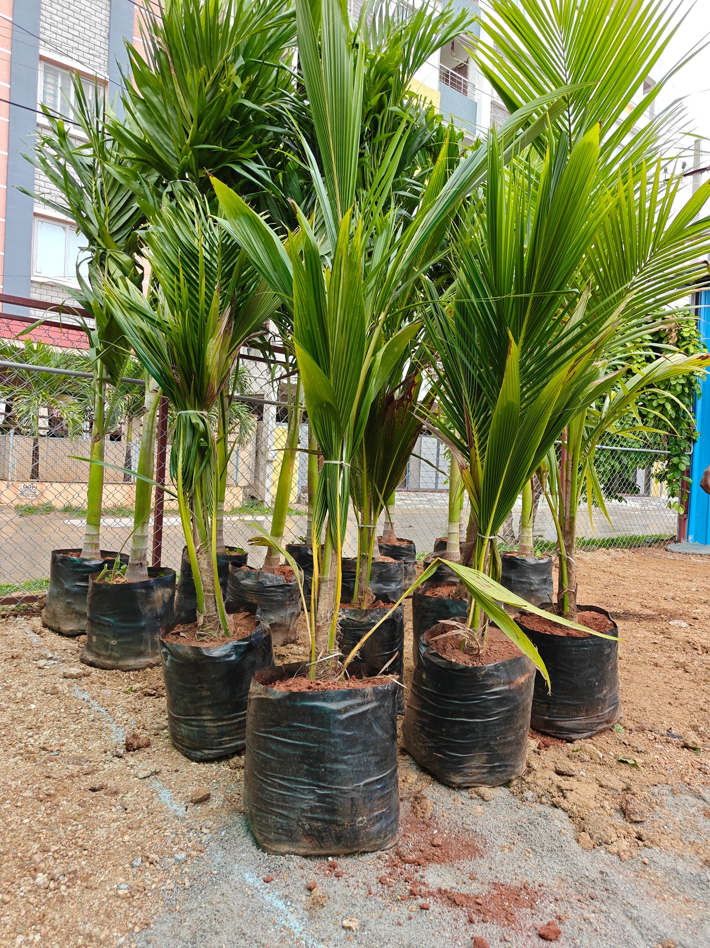 Coconut sannangi variety