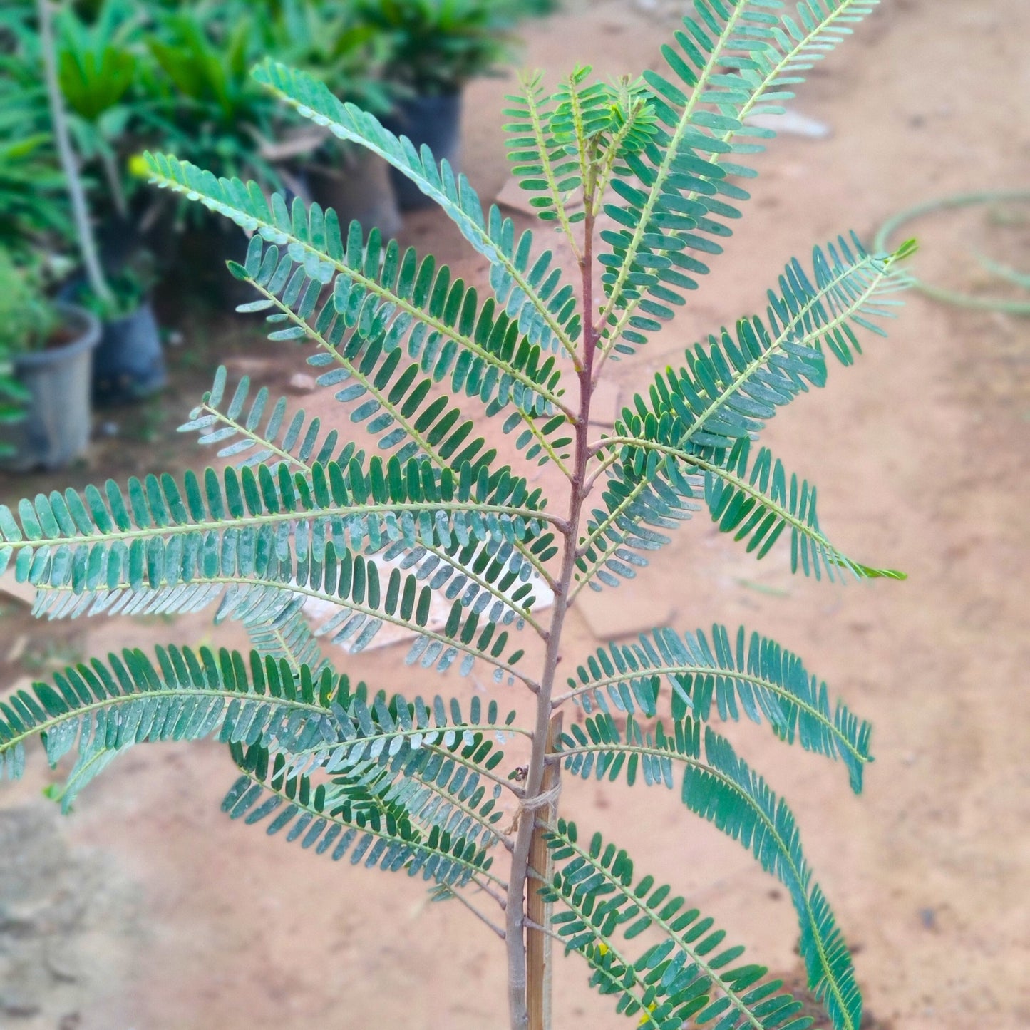 Pedda Usiri ( Amla )