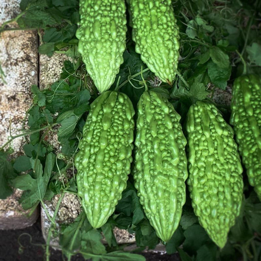 Bitter Gourd Seeds Green ( VNR 22 Variety )