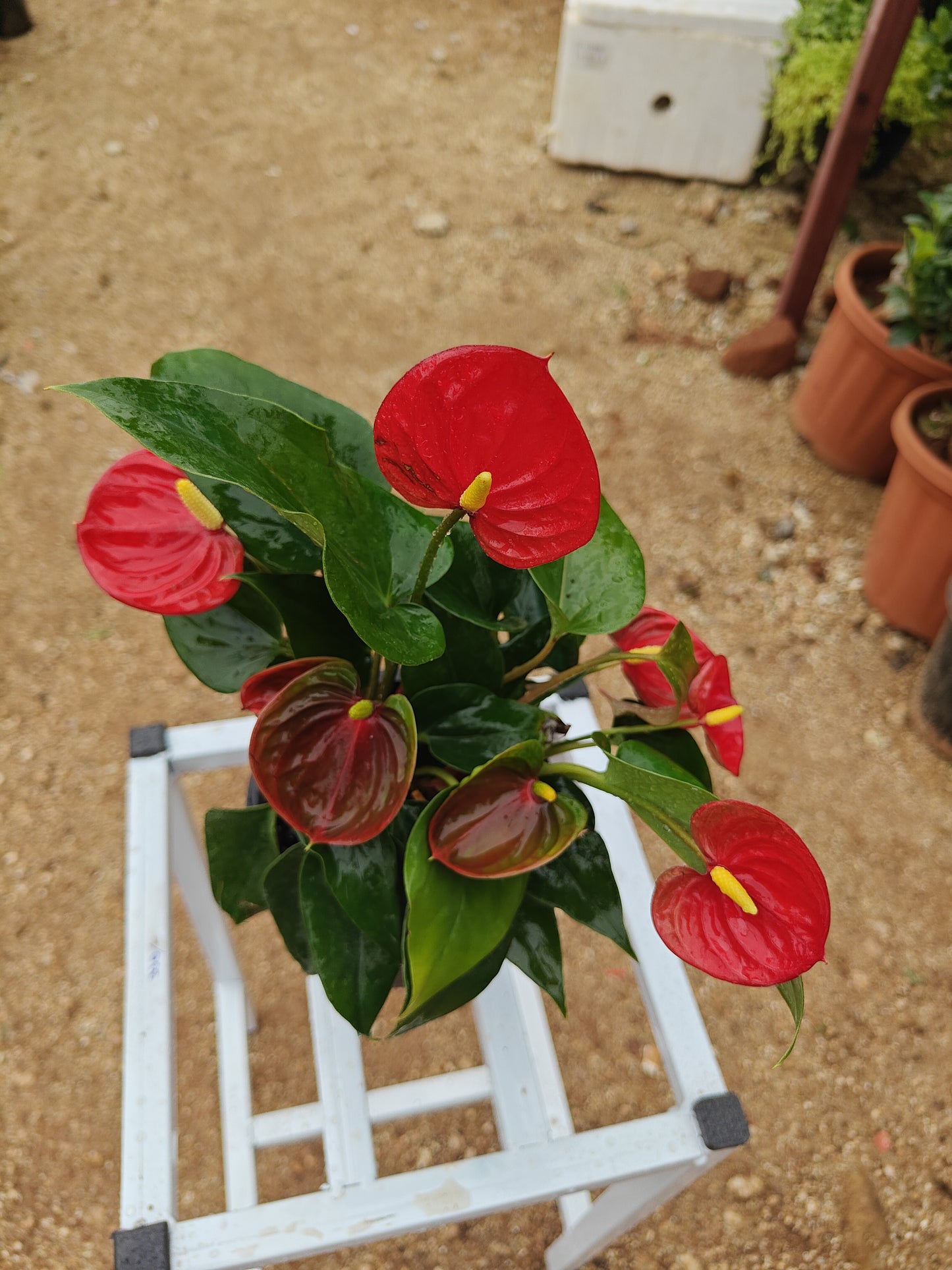 Anthurium