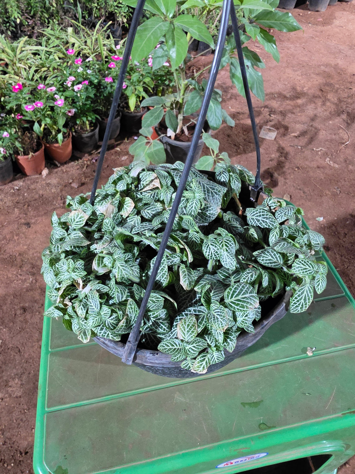 Fittonia Hangings