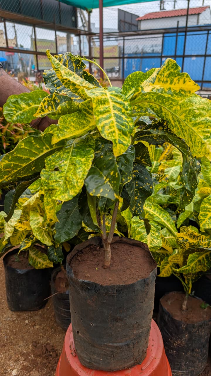 Croton yellow broad leaf