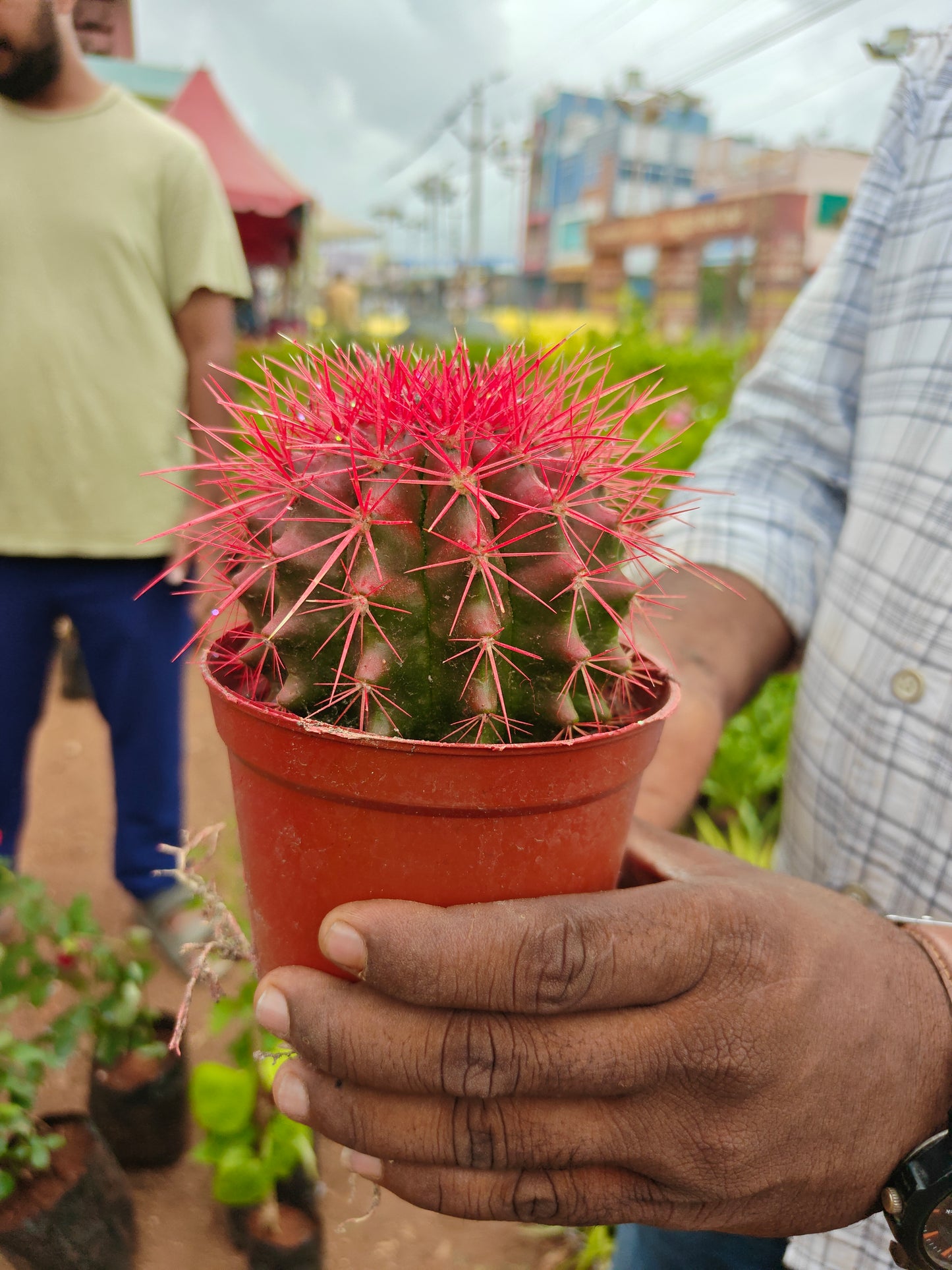 Cactus pot