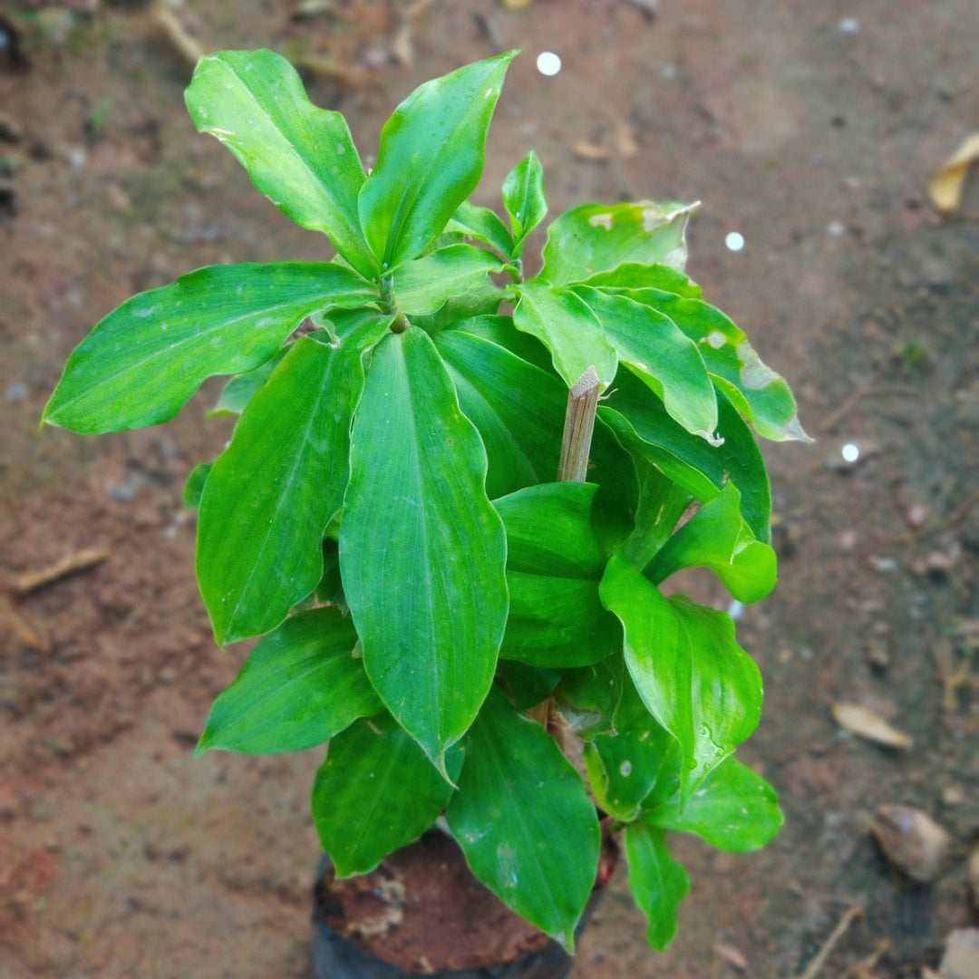 Insulin Plant