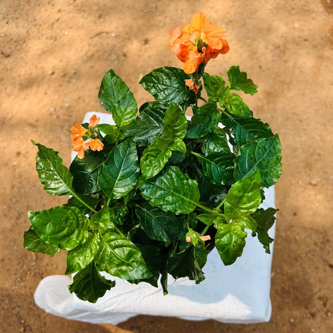 Crossandra infundibuliformis ( Angola )