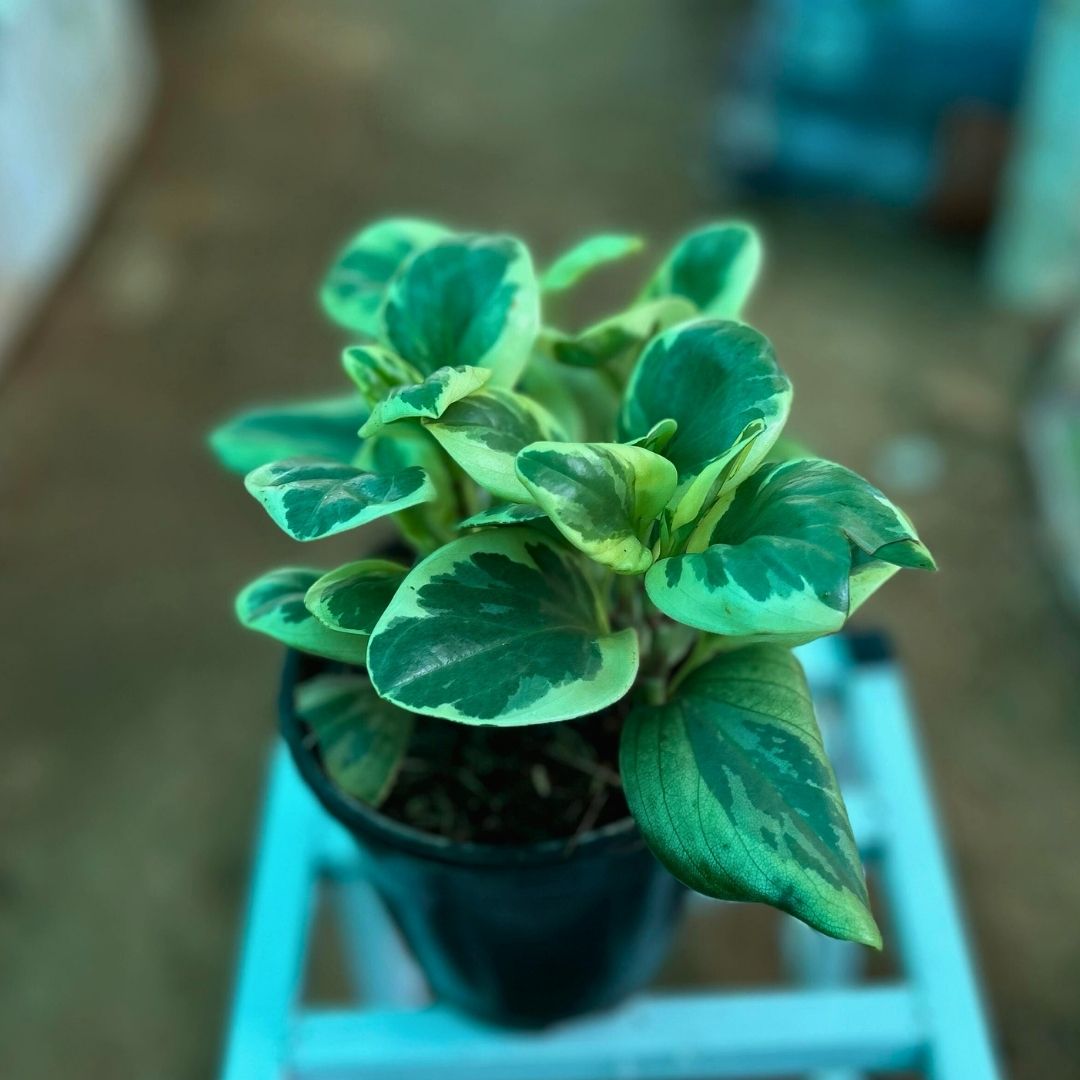 Peperomia