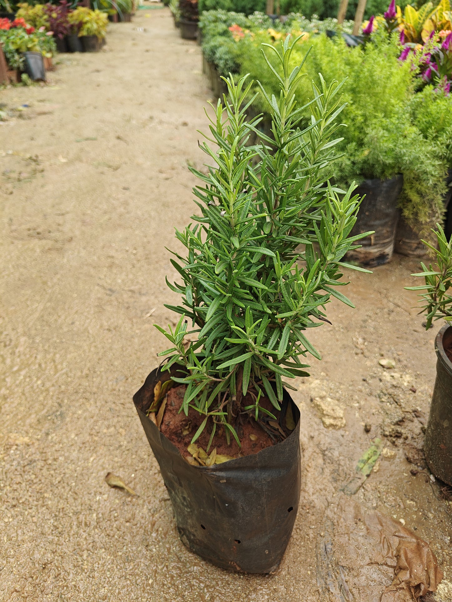 Rosemary