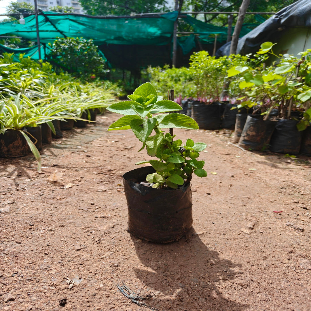 Vaamu Plant