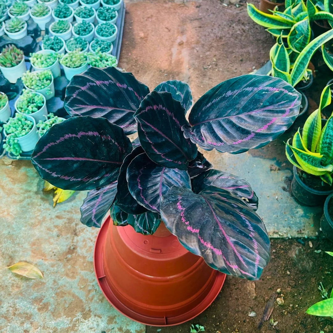 Calathea Dottie