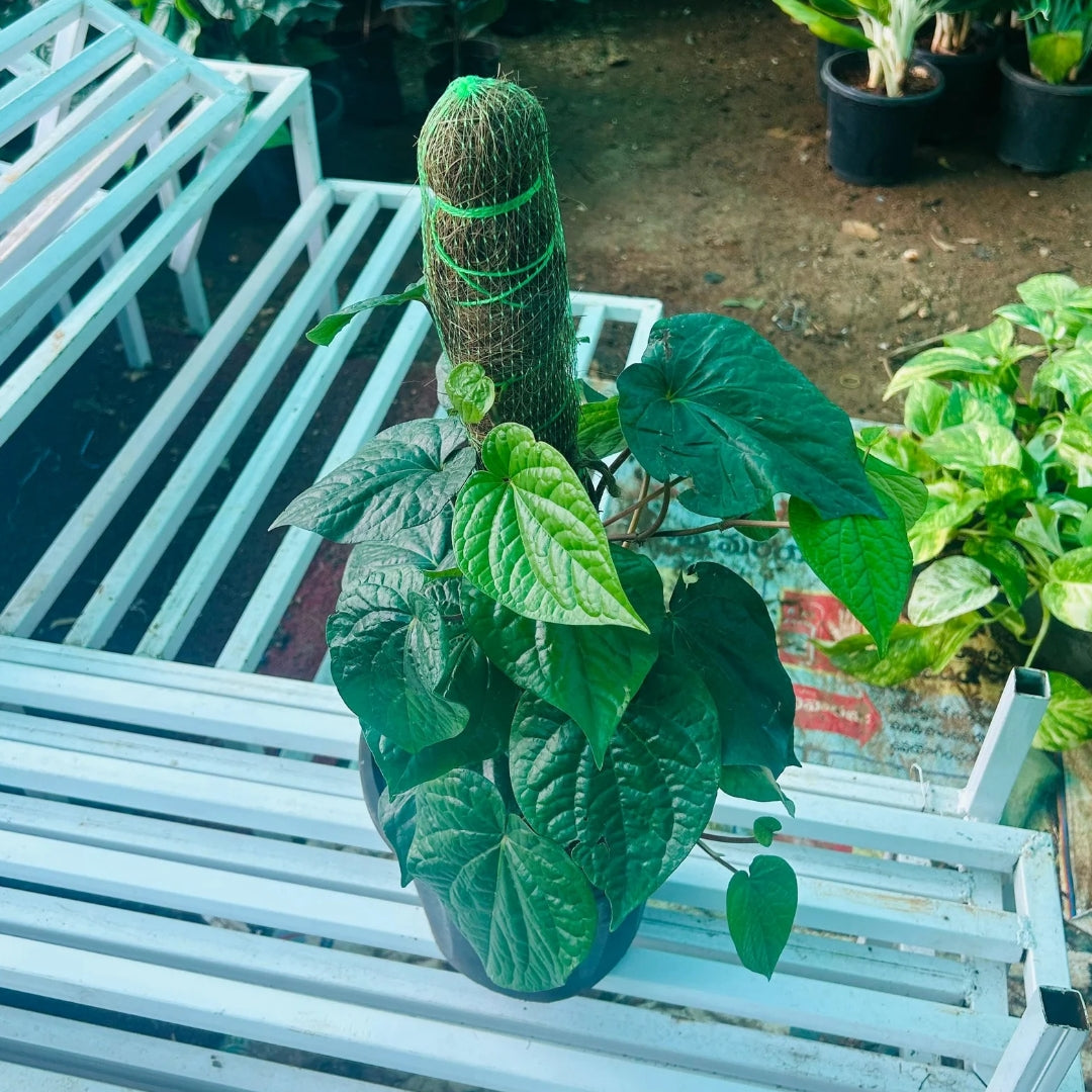 Calcutta Pan ( Big leaf )