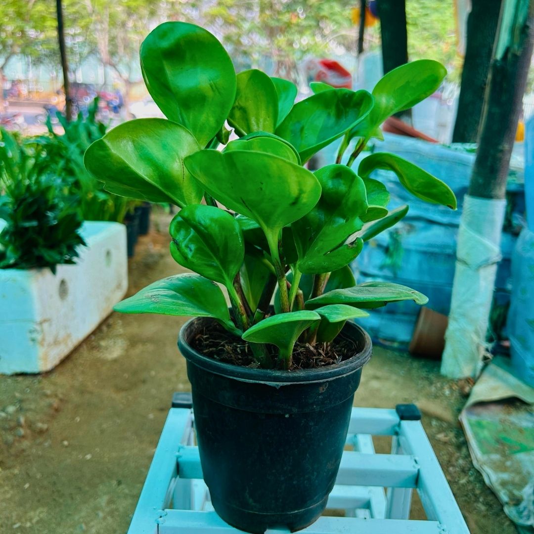 Peperomia