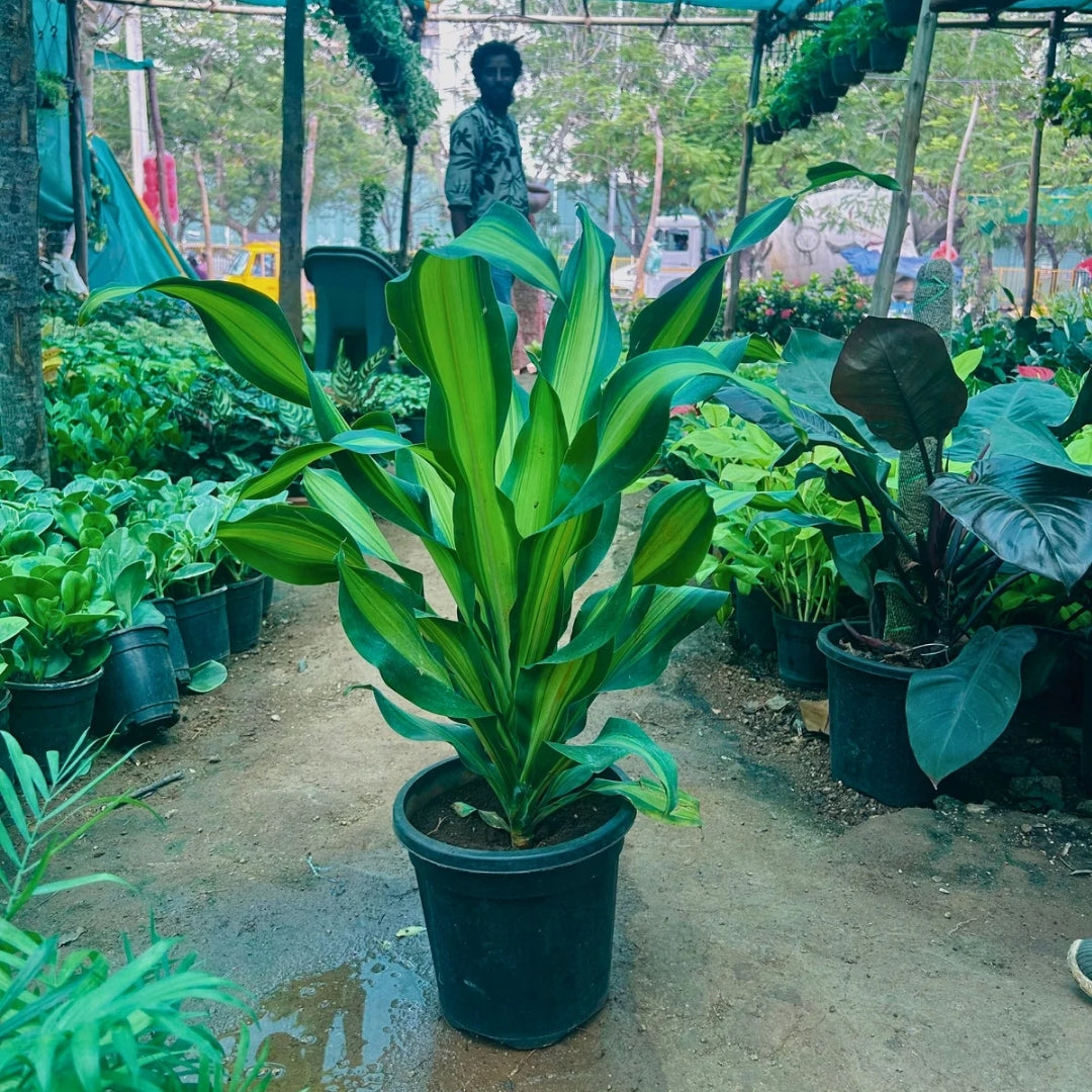 Dracaena Fragrans