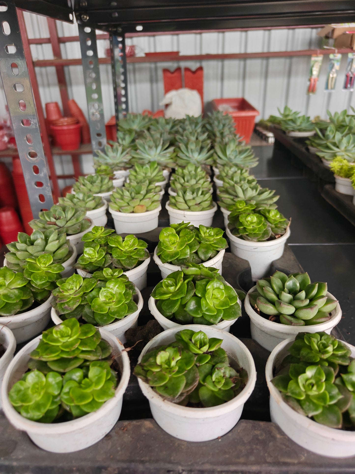 Succulent any variety