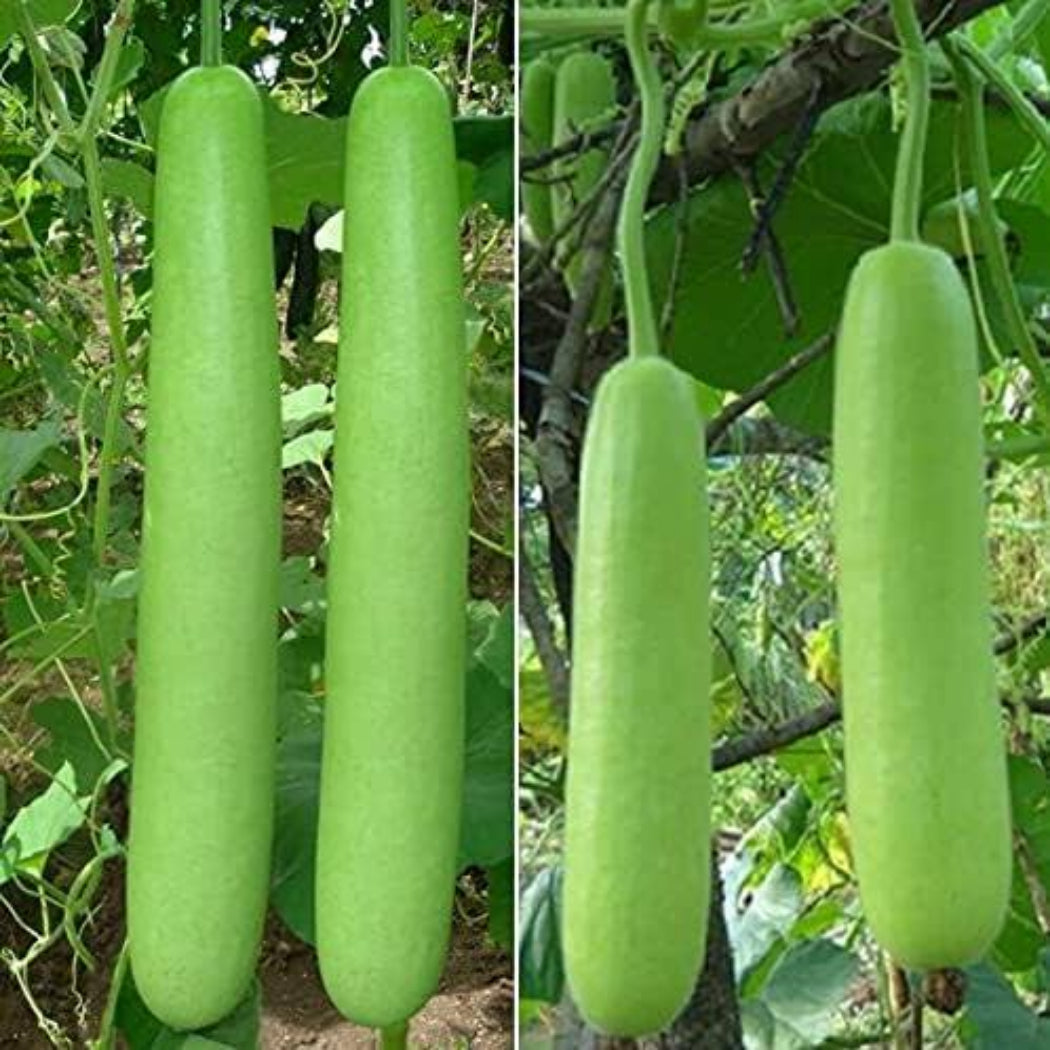 Bottle Gourd Seeds ( Sarita Variety )