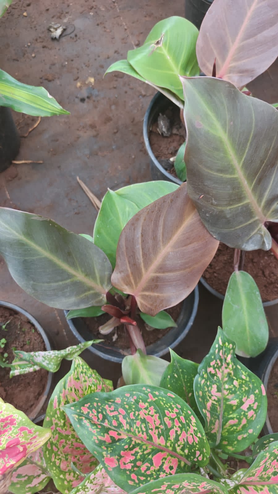 Philodendron Red