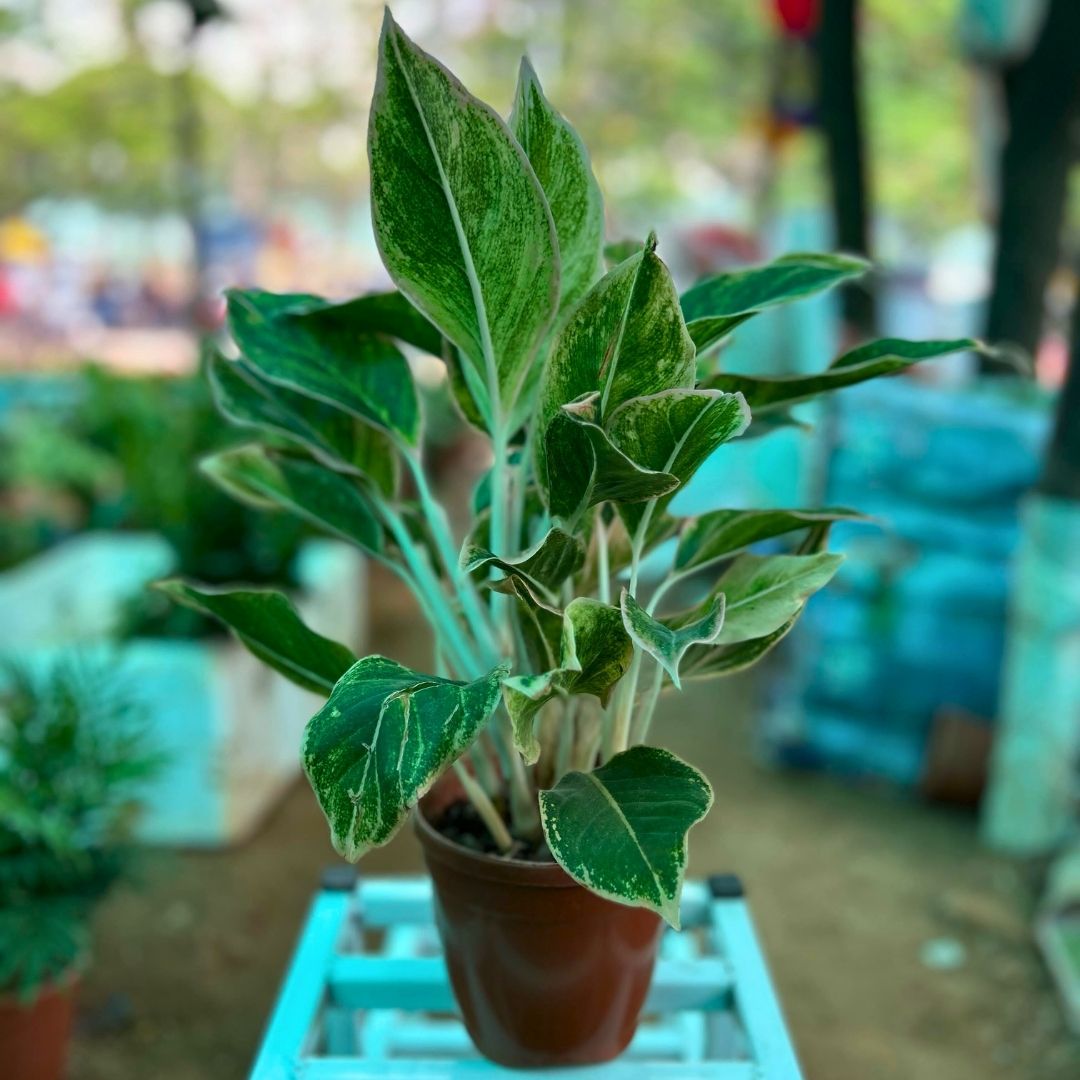 Agalonema white steam