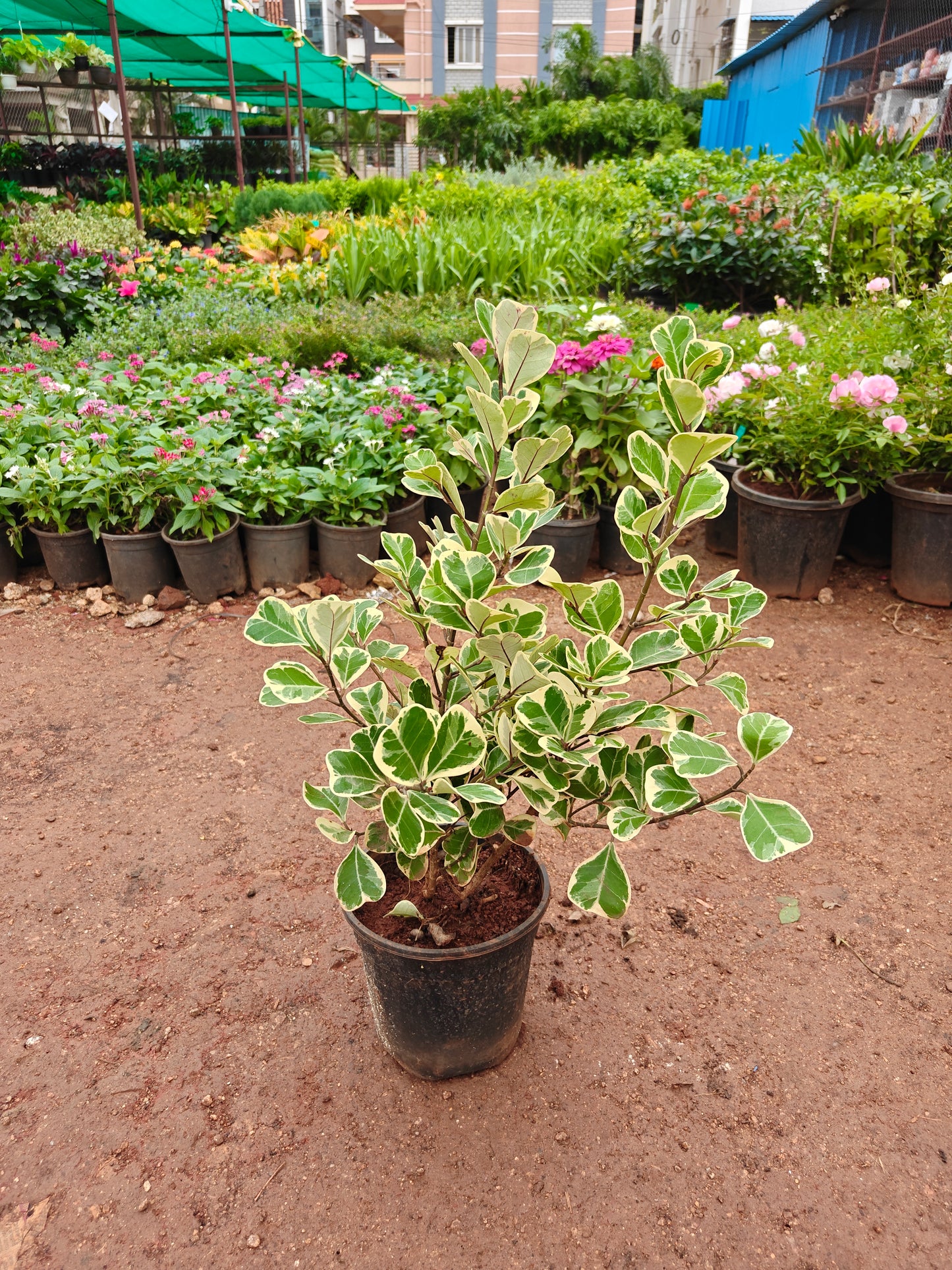 Safari Ficus