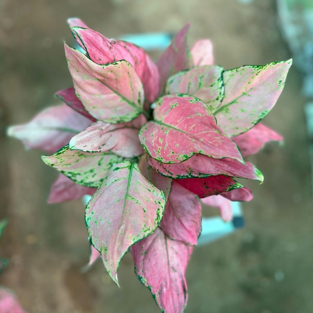 Agalonema Red Lipstick