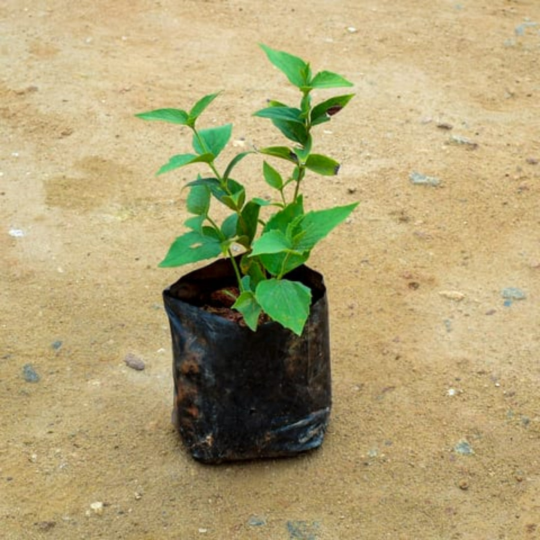 Parijat Plant