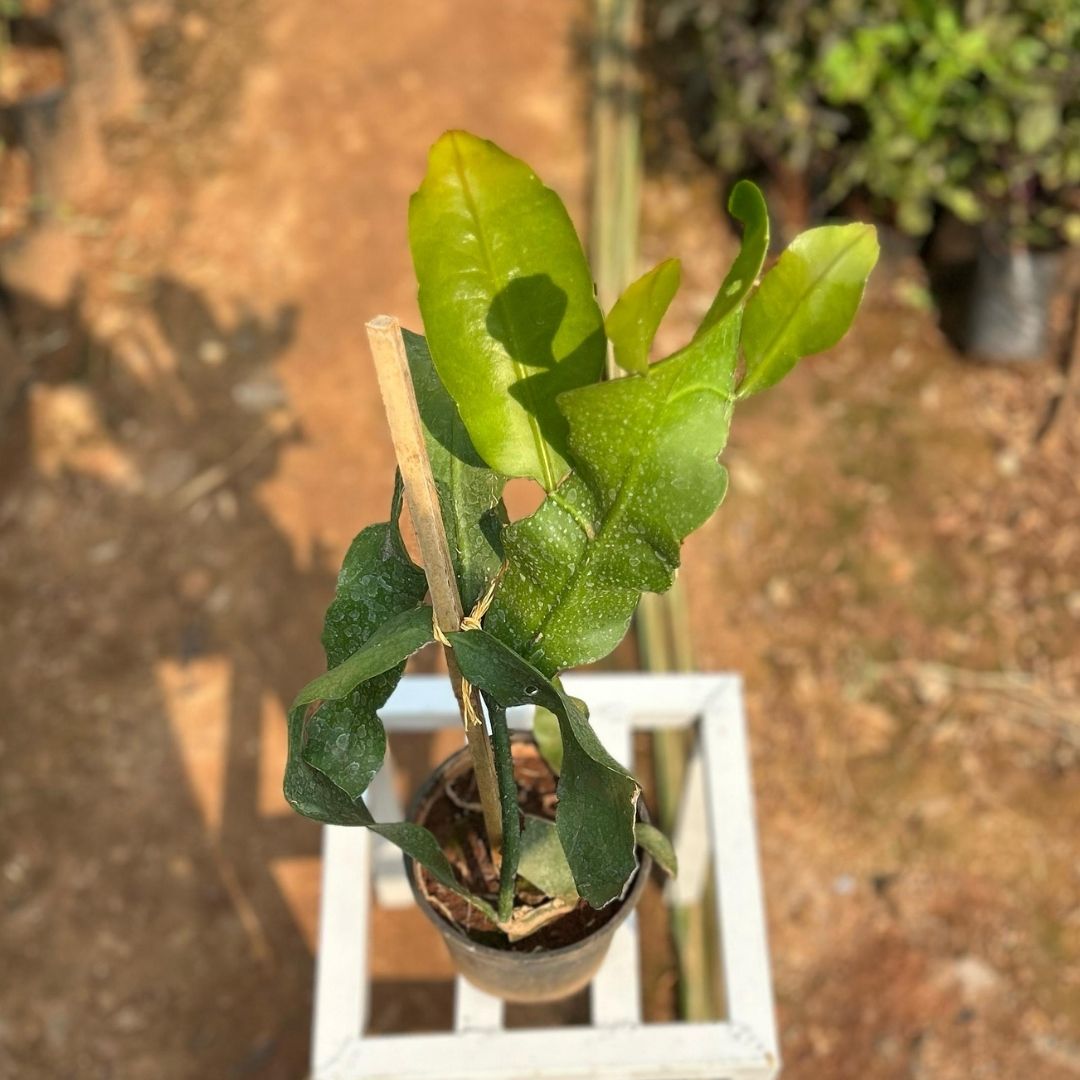 Brahmakamal ( White )
