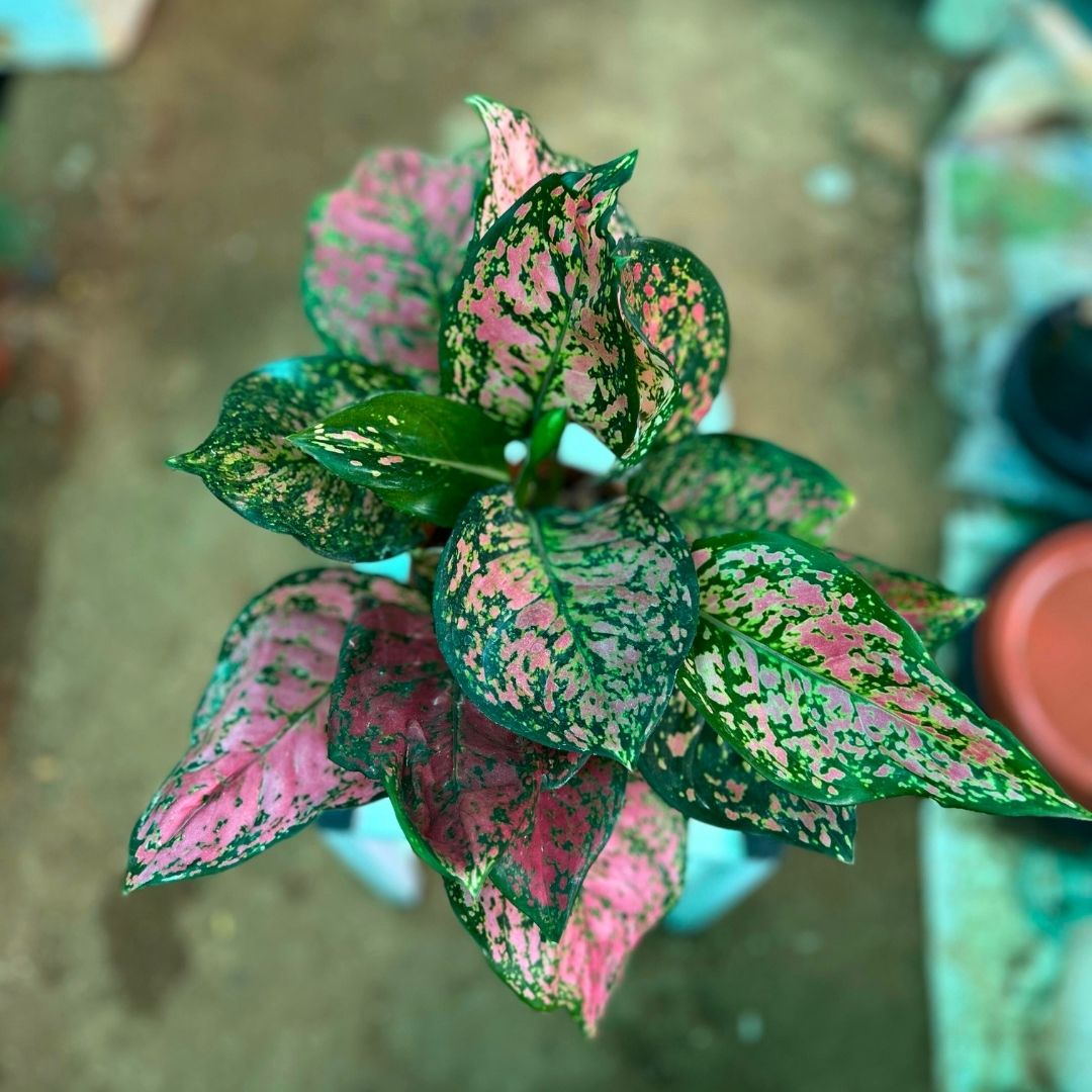 Agalonema Red