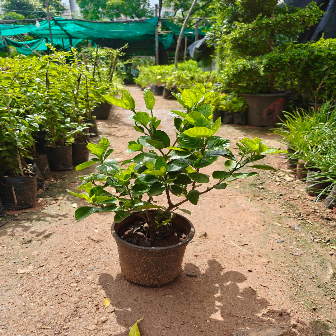 Govardhan Flower Plant ( Gardenia )