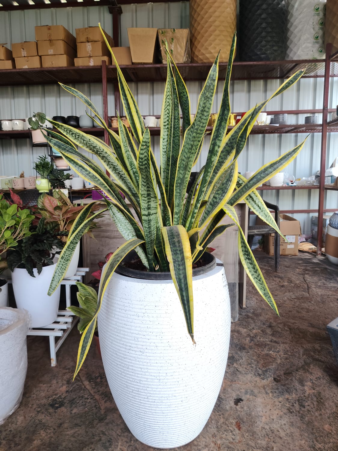 Vetro Vase