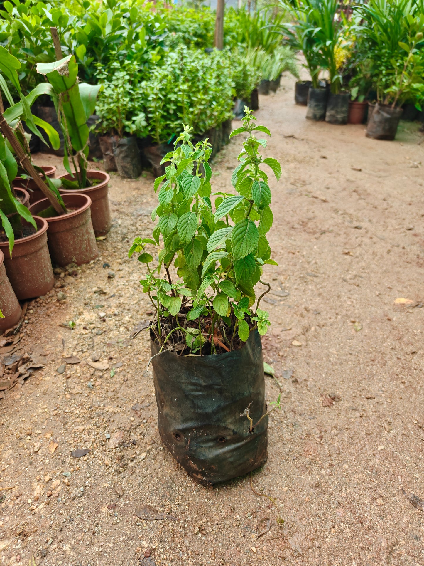 Mint Tulasi plant