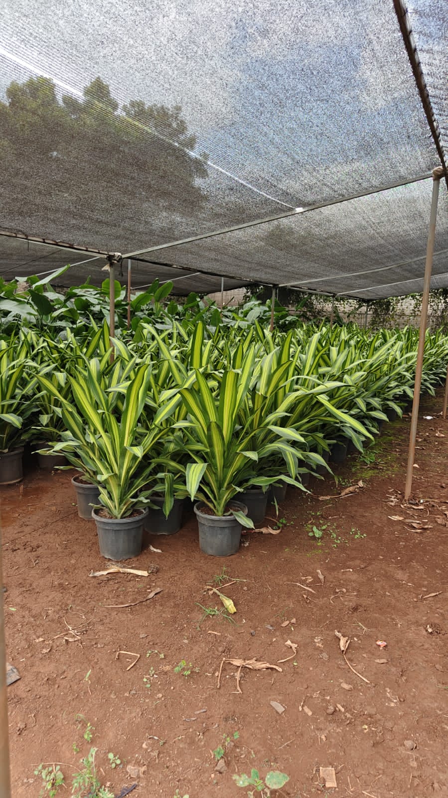 Dracaena Fragrans (Dara Singh)