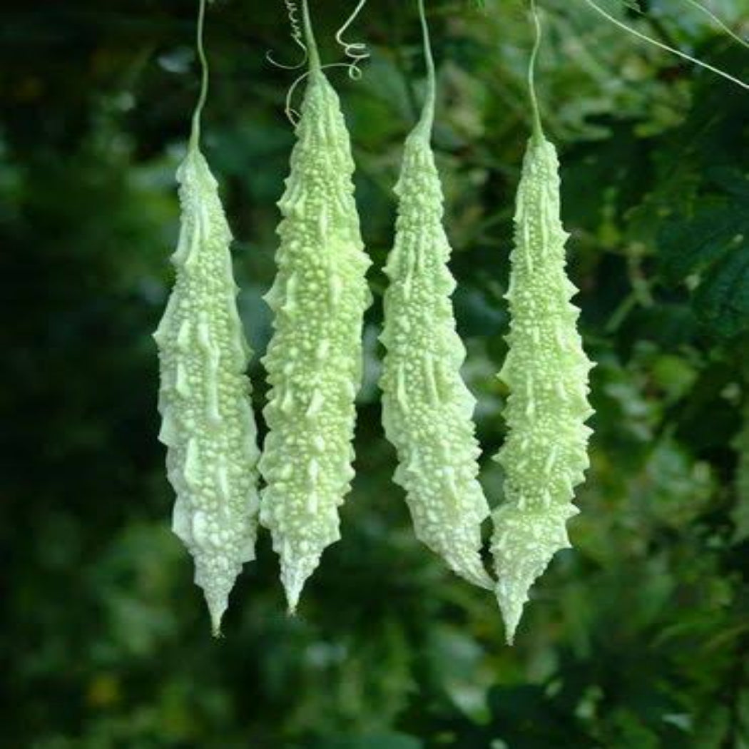 Bitter Gourd Seeds White ( Maya 009 Variety )