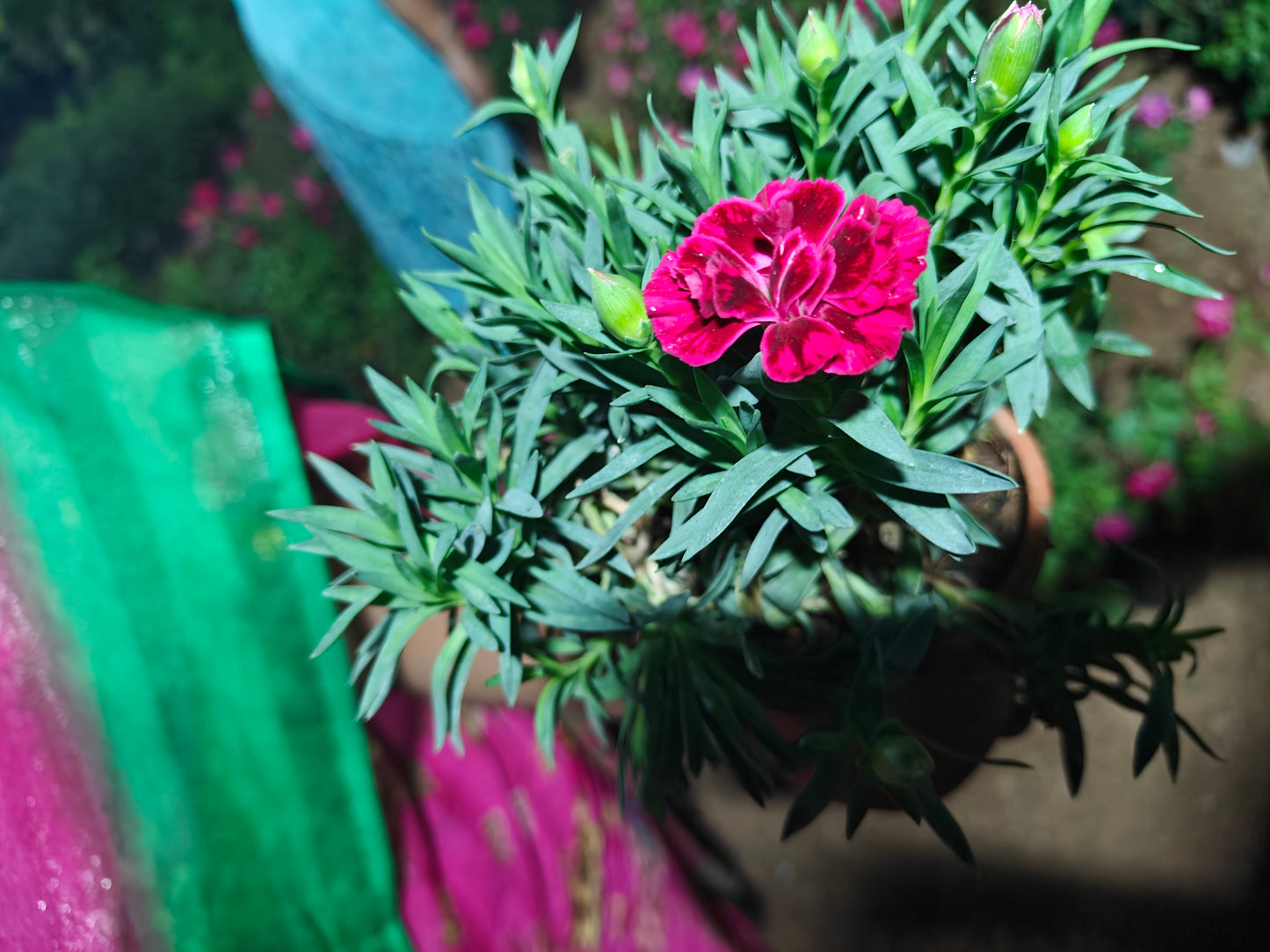 Carnation