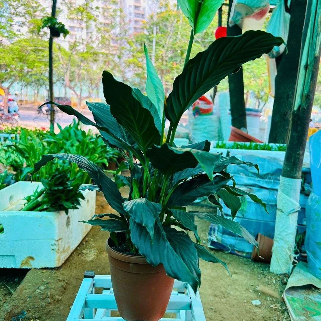 Peace Lilly ( Broad Leaf )