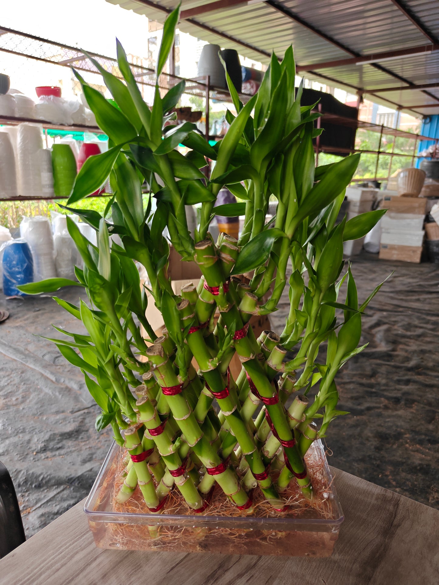 Lucky bamboo Pyramid shape with Bowl