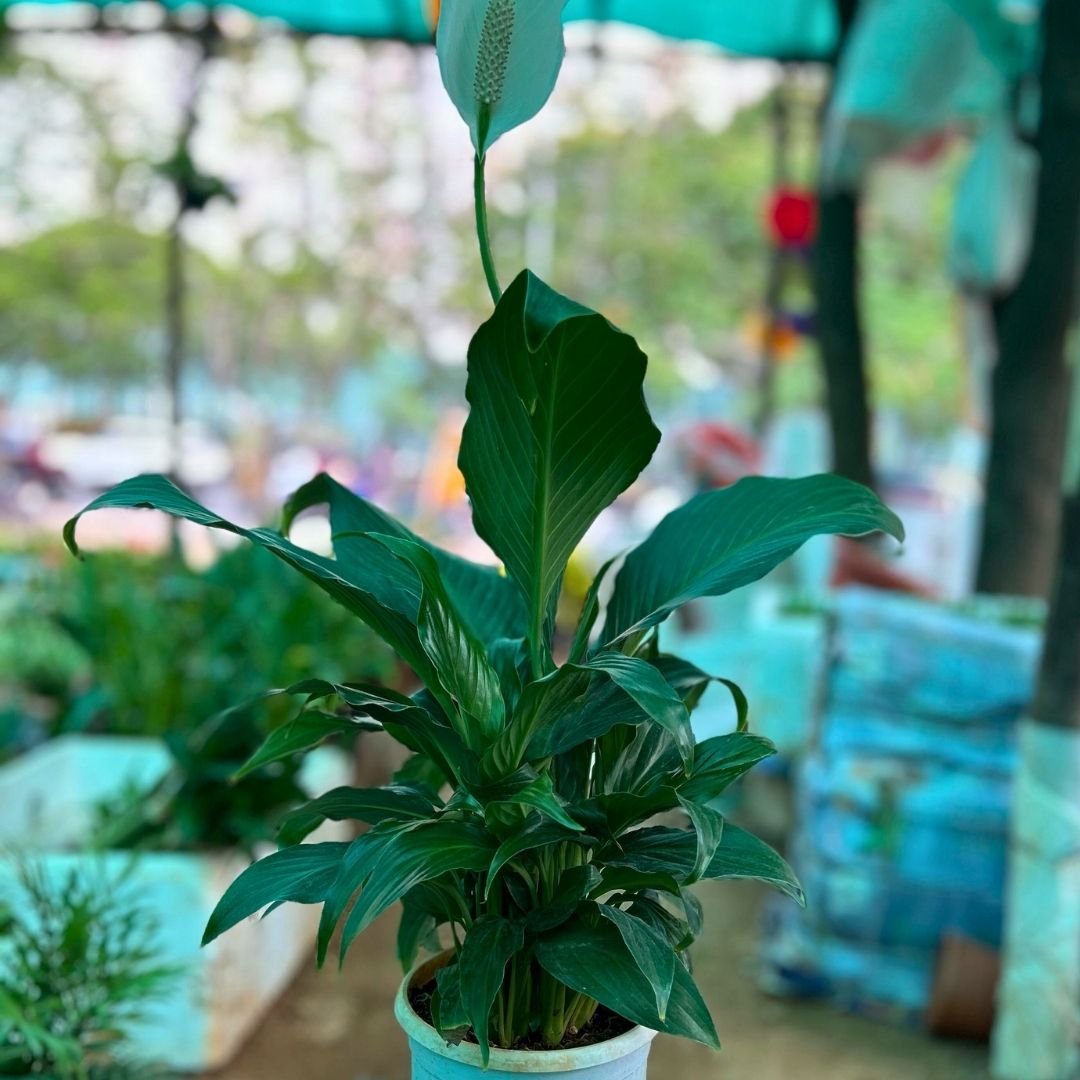 Peace Lilly ( Narrow Leaf )