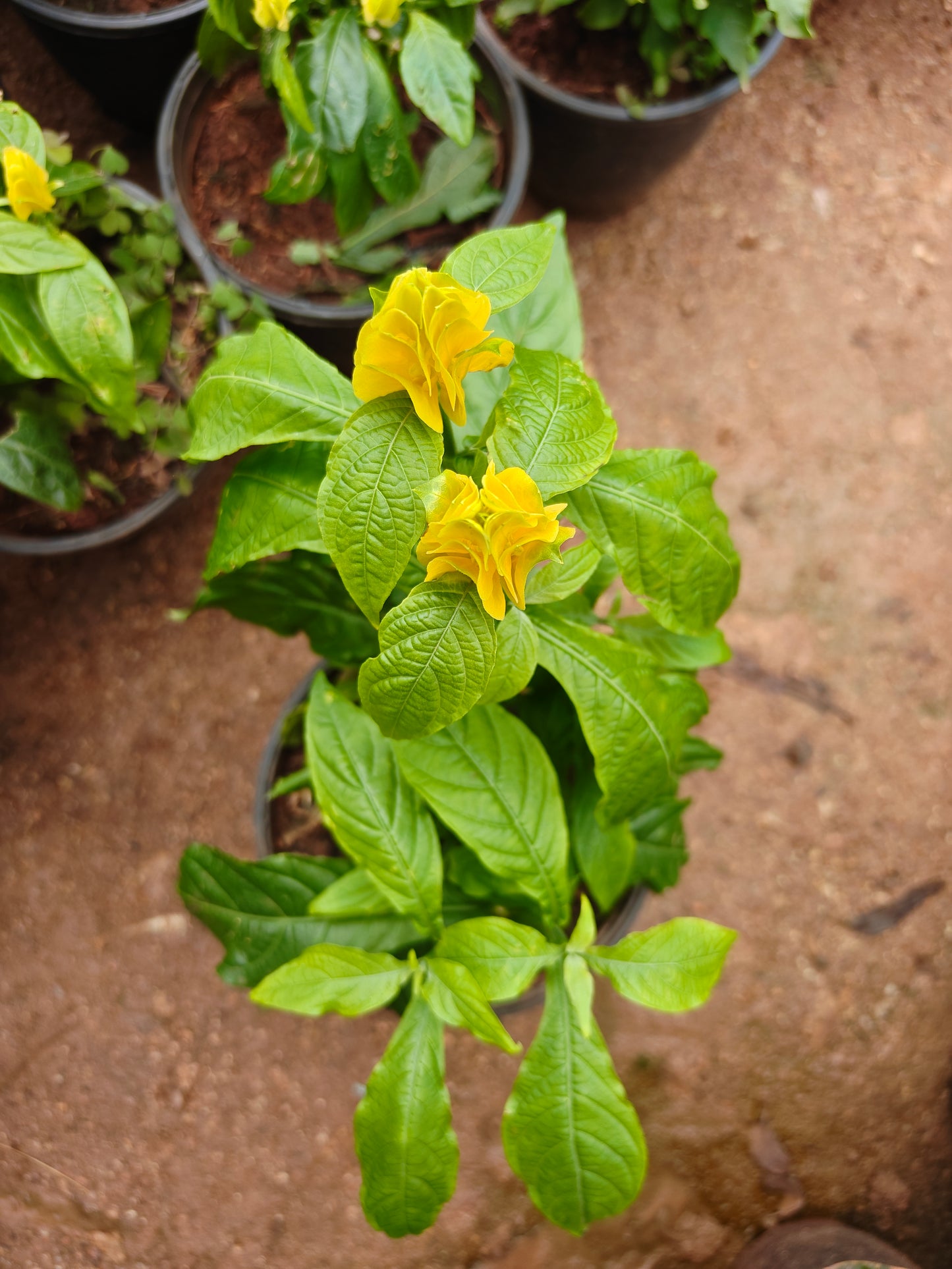 Aboli (Chatis Patis)